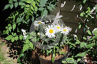 Shasta daisy Stock Photo